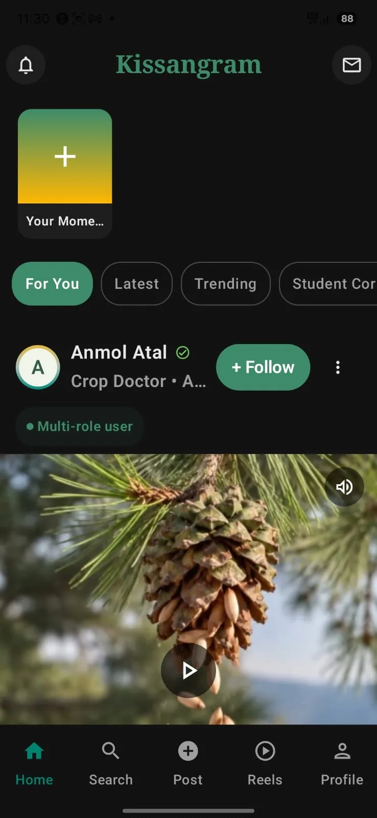 Kissangram app: the For You feed with a video post from a verified crop doctor