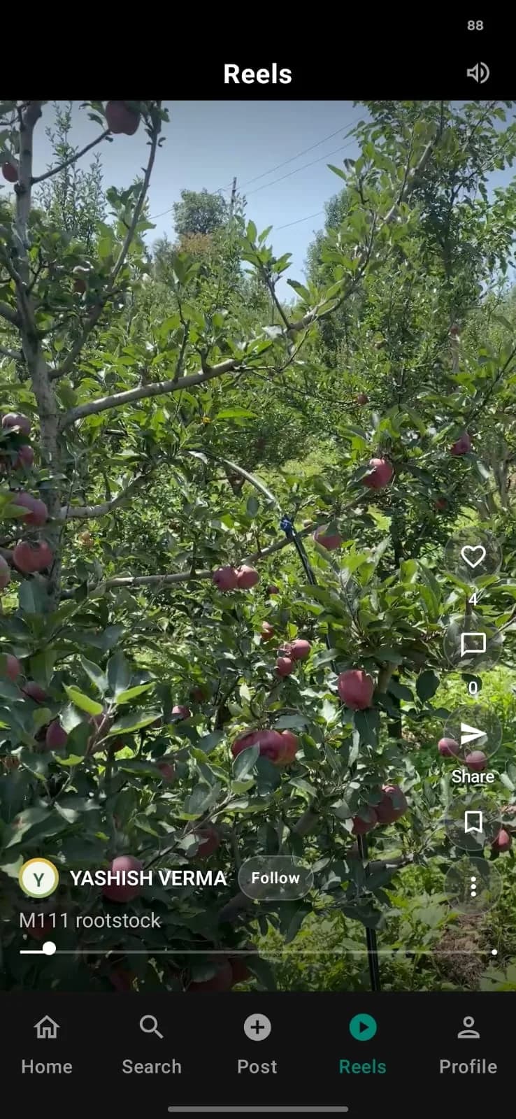 Kissangram app: a reel from an orchard with like, comment, share and save actions